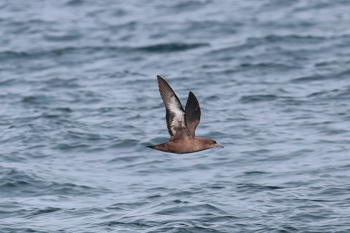 Sooty Shearwater - ML624069034