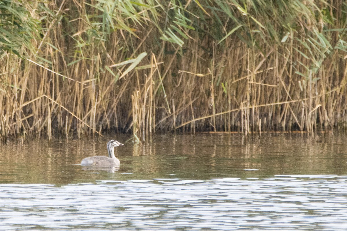 Great Crested Grebe - Jeff Hullstrung