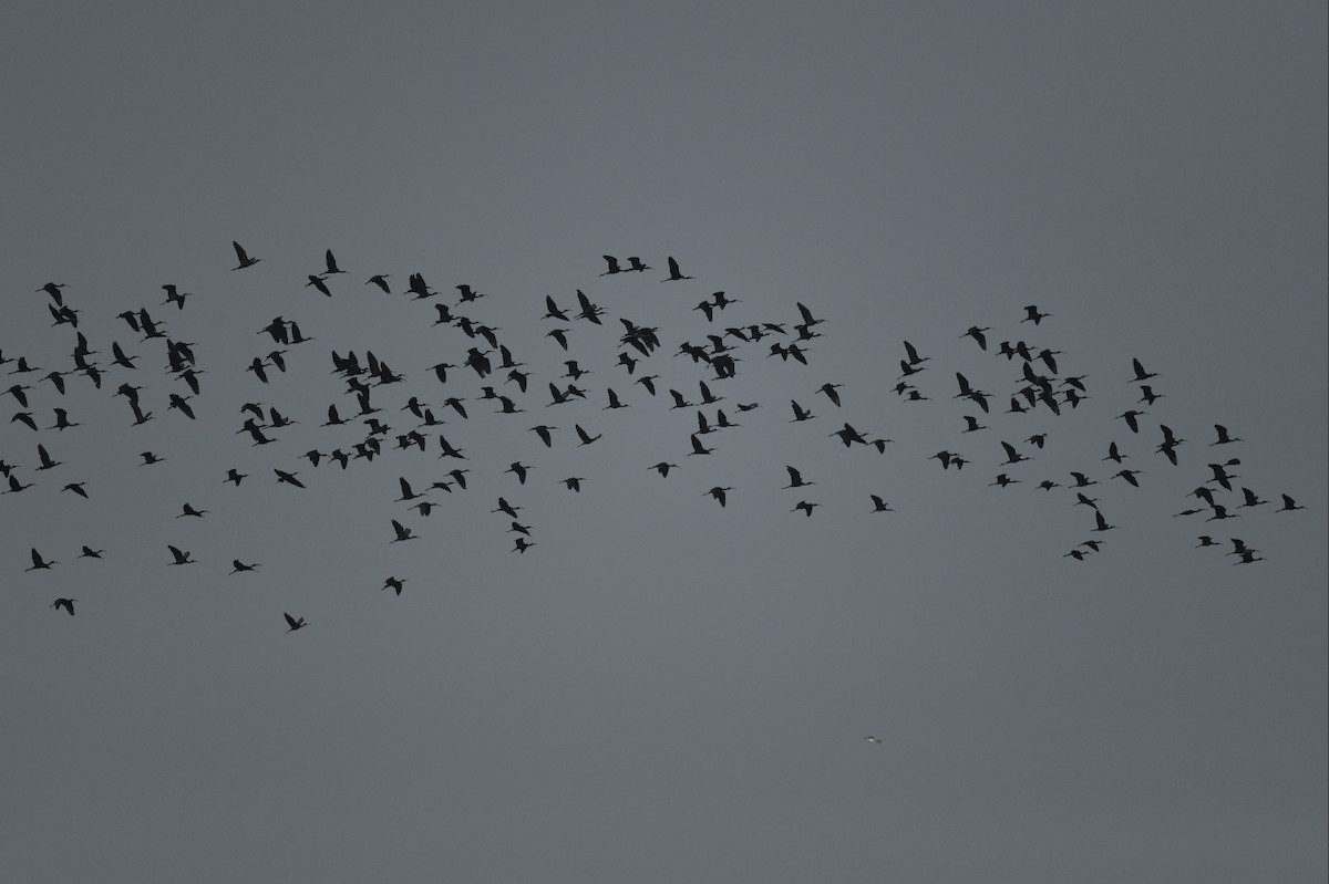 Glossy Ibis - ML624069057