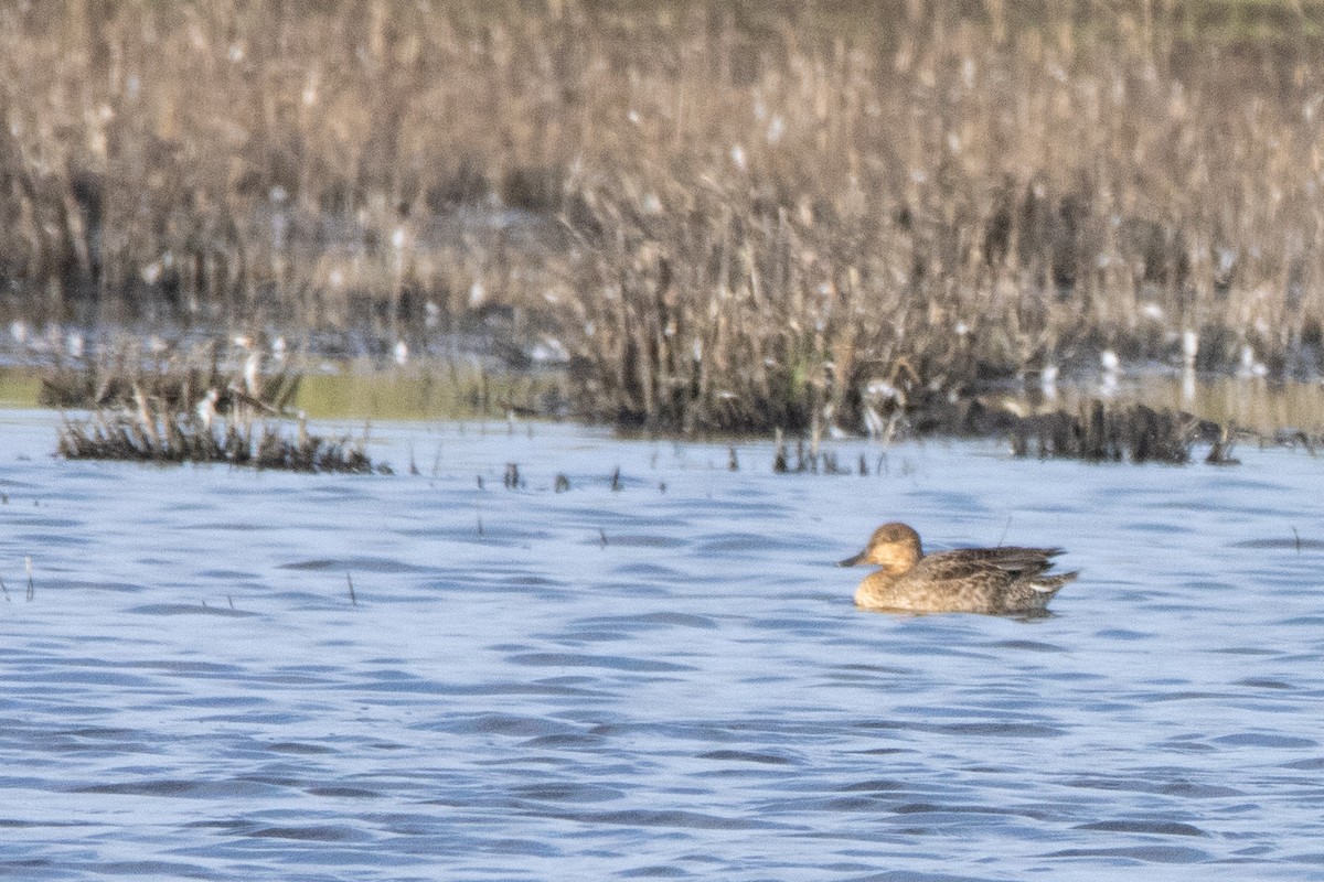 Green-winged Teal - Jeff Hullstrung