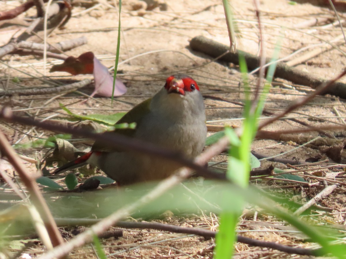 Red-browed Firetail - Greg Wark