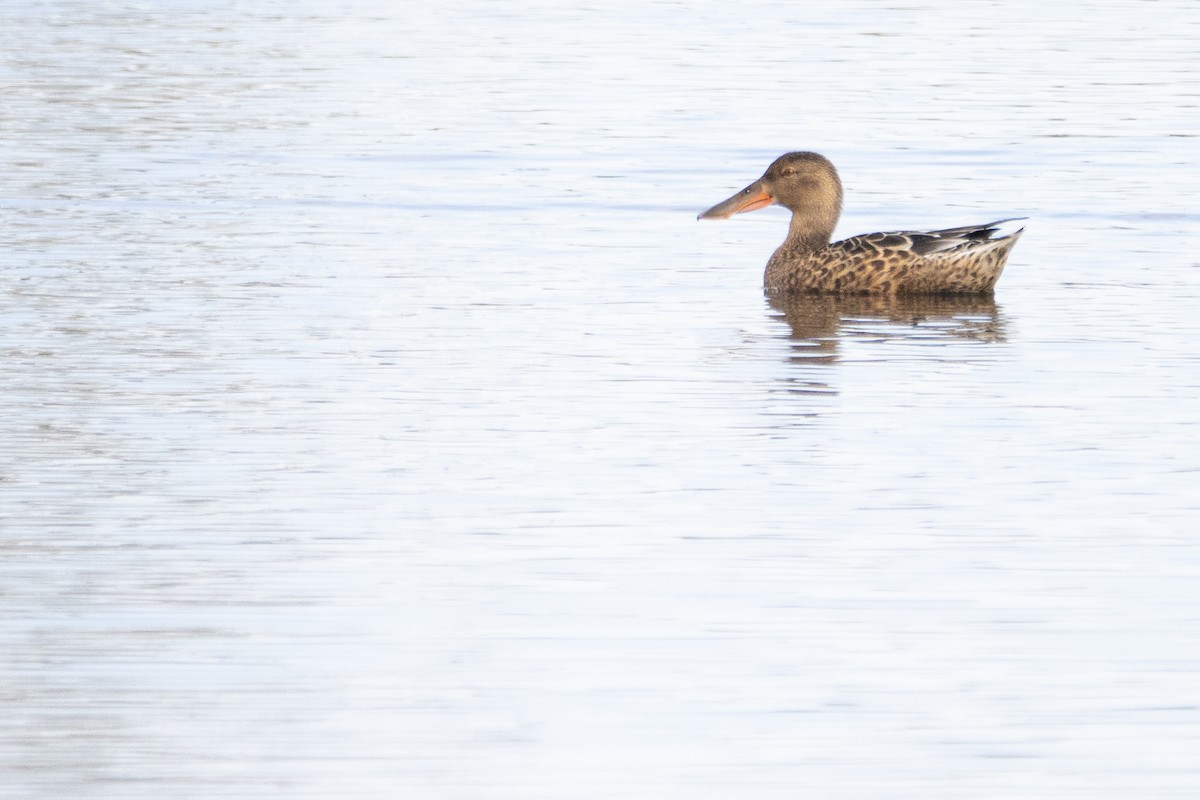 Canard souchet - ML624069076