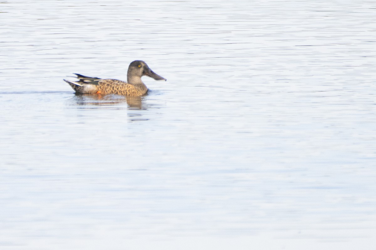 Northern Shoveler - Jeff Hullstrung