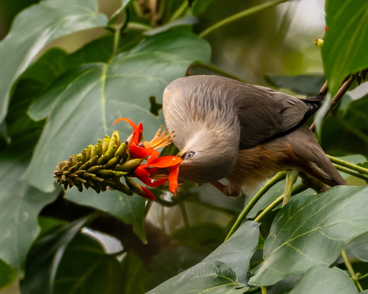 Chestnut-tailed Starling - ML624069093