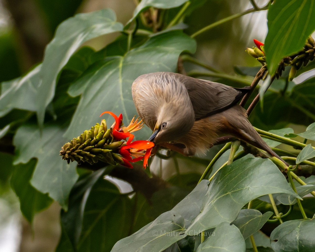 Chestnut-tailed Starling - ML624069094