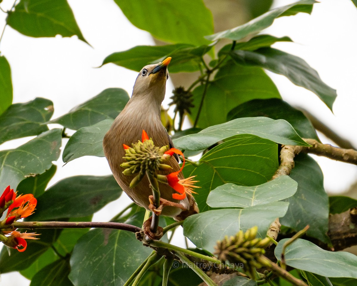 Chestnut-tailed Starling - ML624069096