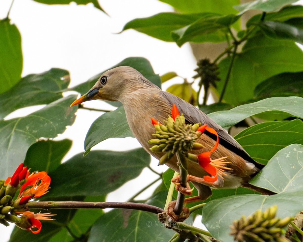 Chestnut-tailed Starling - ML624069097