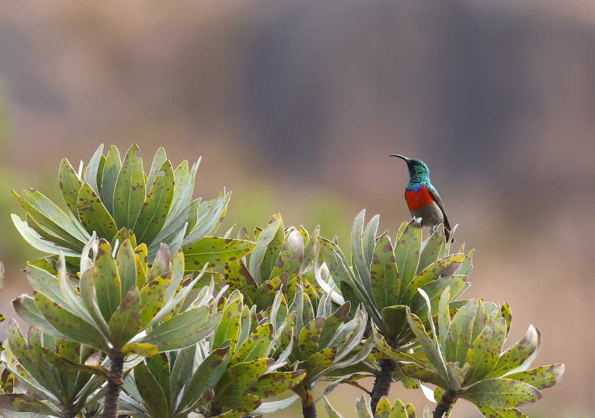 Greater Double-collared Sunbird - ML624069099