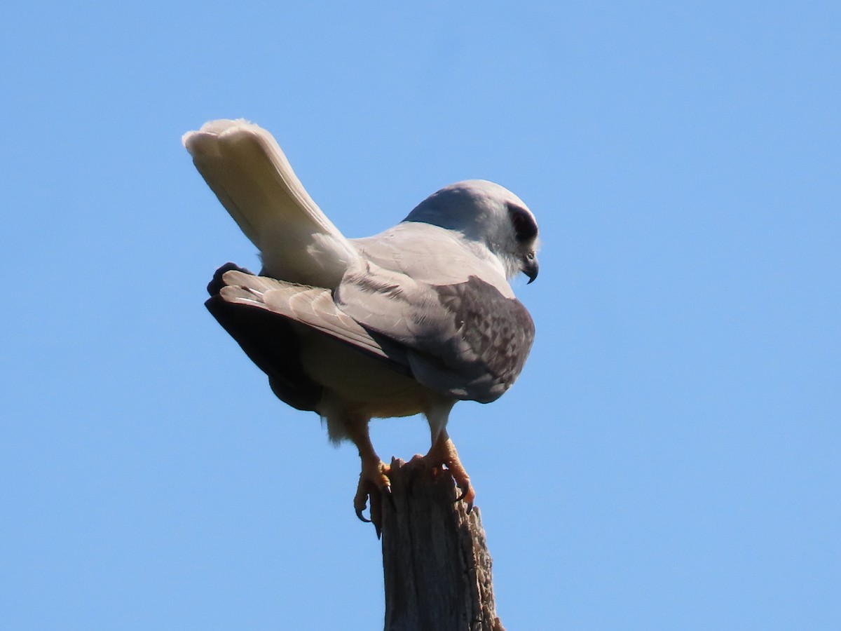 Black-shouldered Kite - ML624069111