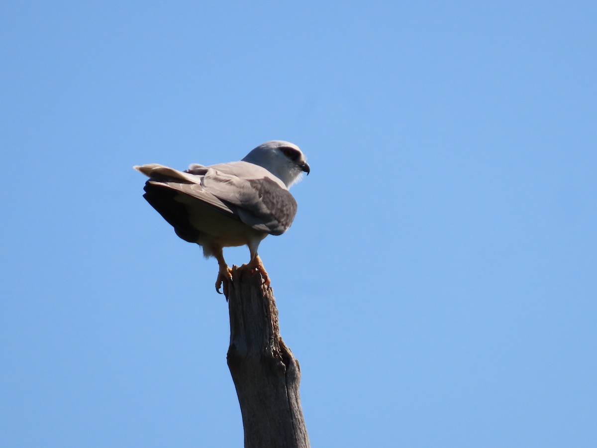 Black-shouldered Kite - ML624069112