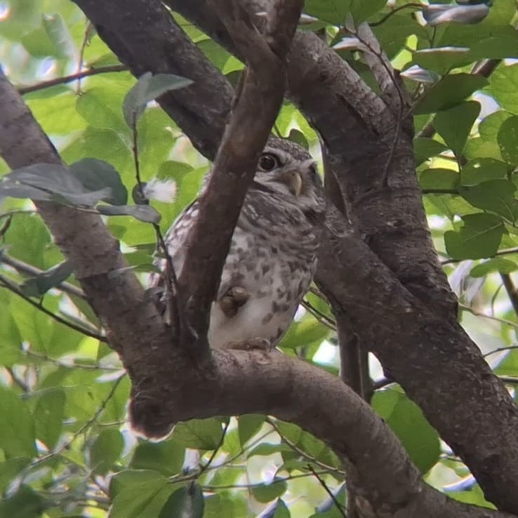 Spotted Owlet - ML624069114