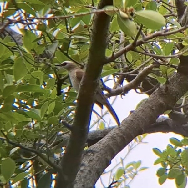 Yellow-vented Bulbul - James Martin