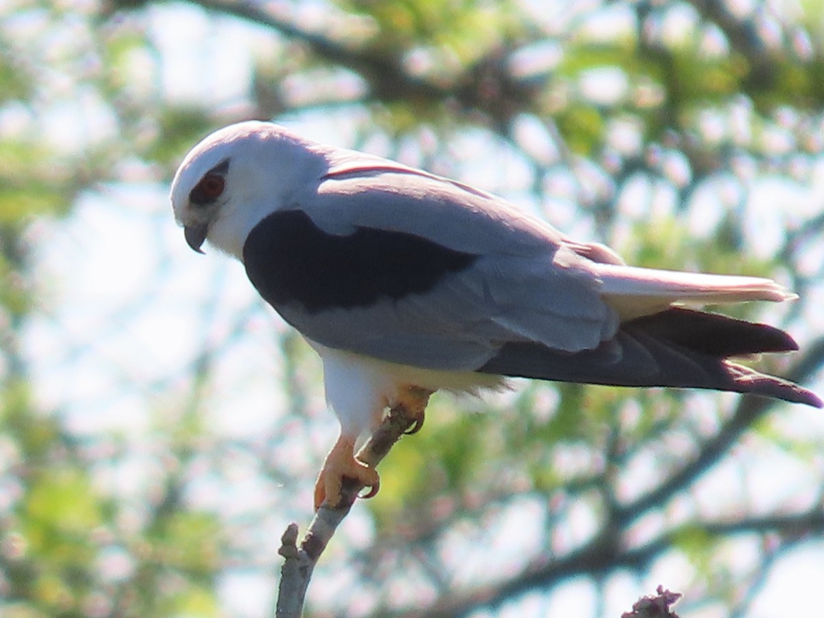 Black-shouldered Kite - ML624069123