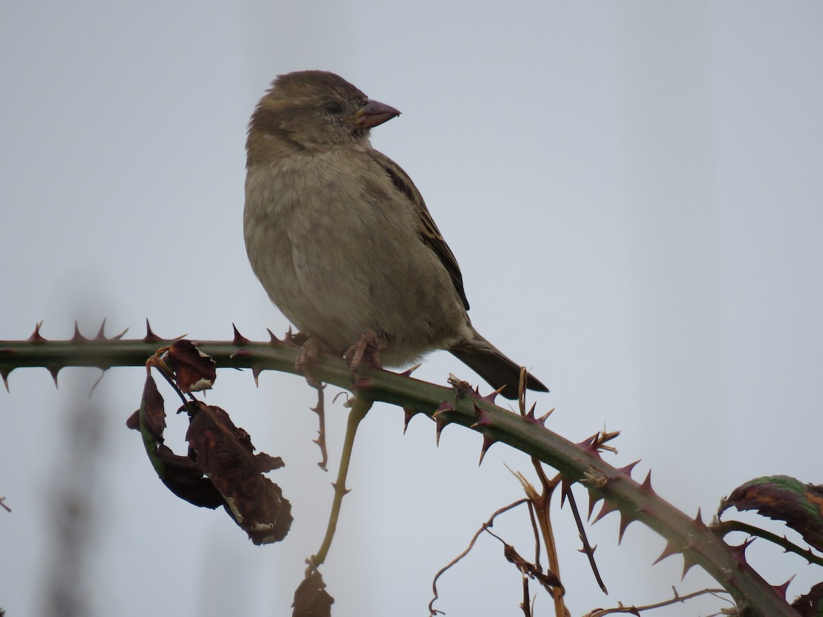 House Sparrow - John Mayer