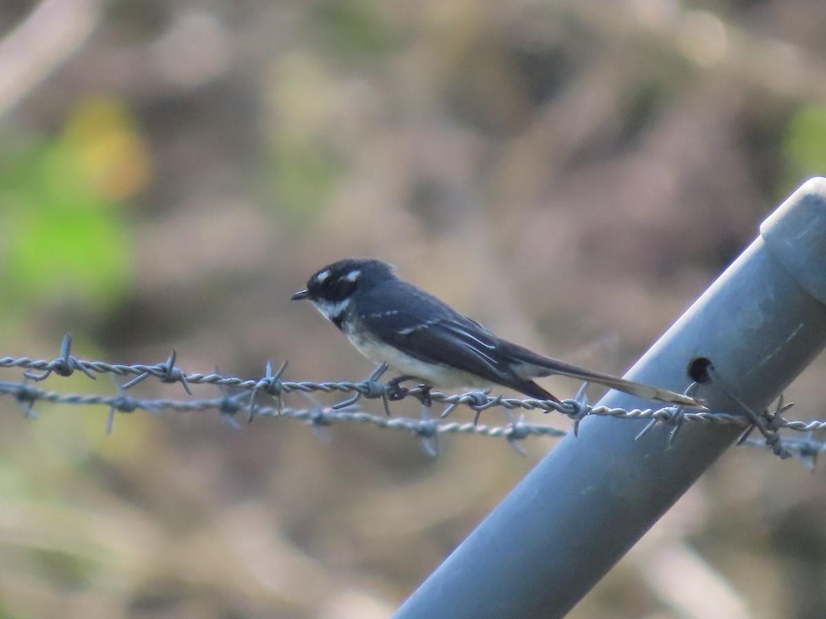 Gray Fantail (alisteri) - ML624069128