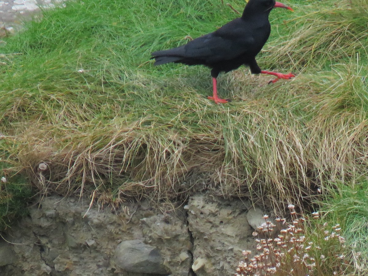 Red-billed Chough - ML624069131