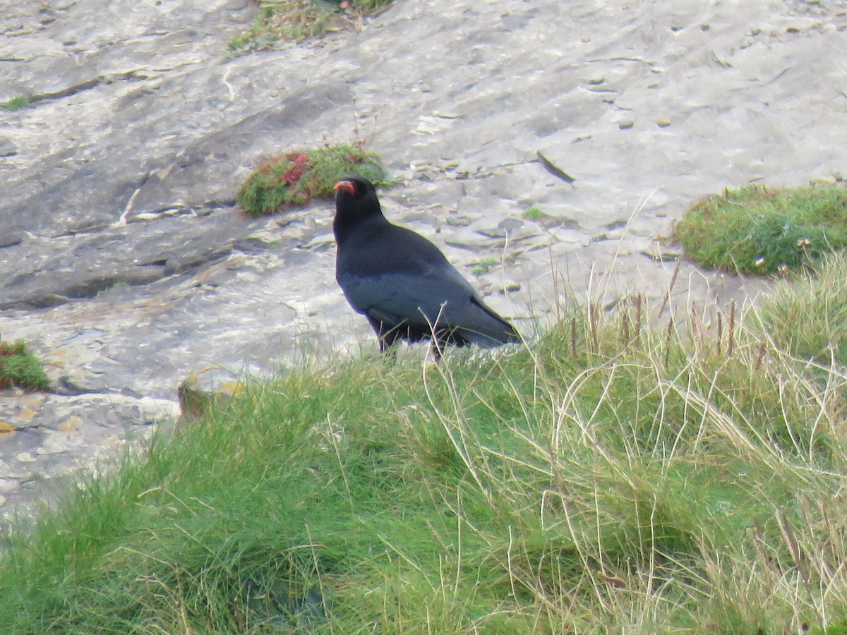 Red-billed Chough - ML624069132