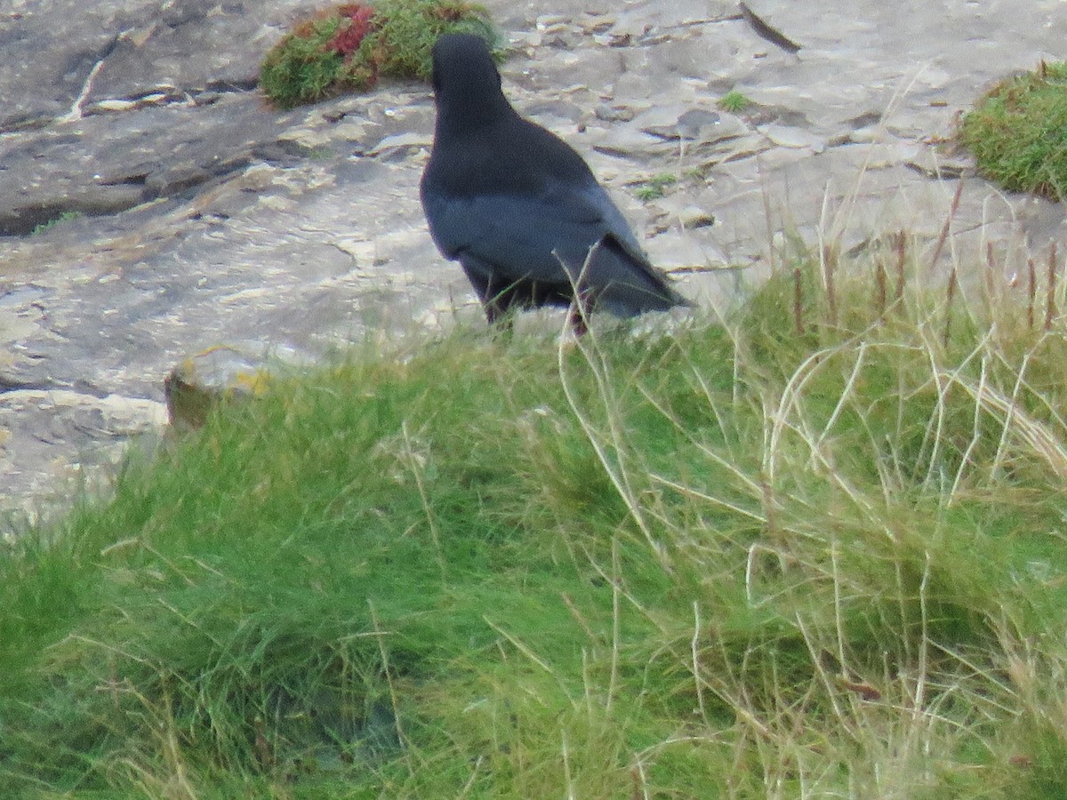 Red-billed Chough - ML624069133