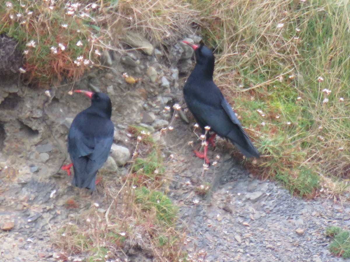 Red-billed Chough - John Mayer