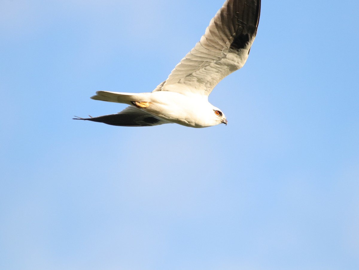 Black-shouldered Kite - ML624069138