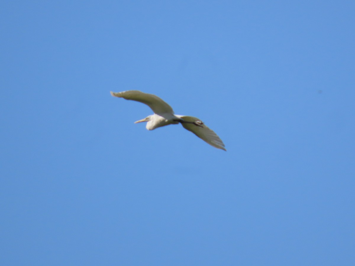 Great Egret (modesta) - ML624069139