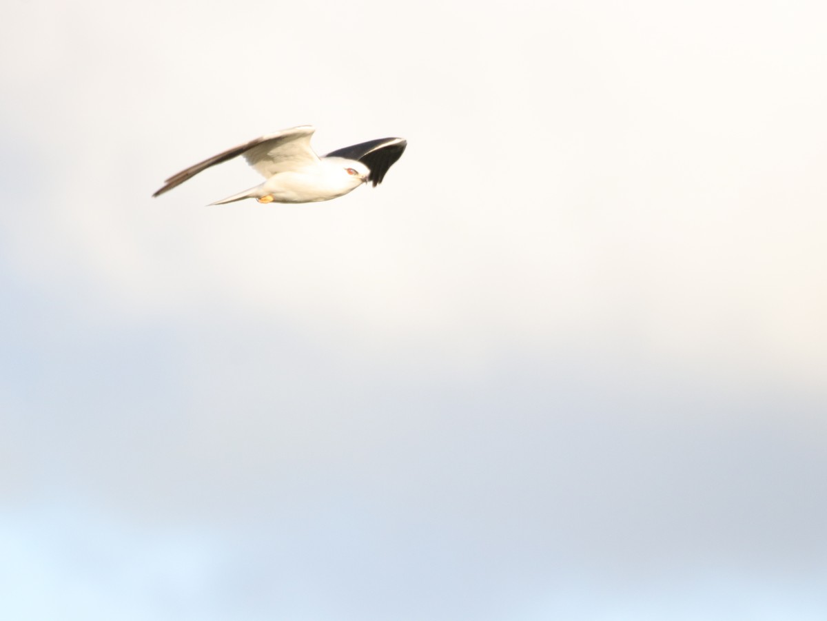 Black-shouldered Kite - ML624069140