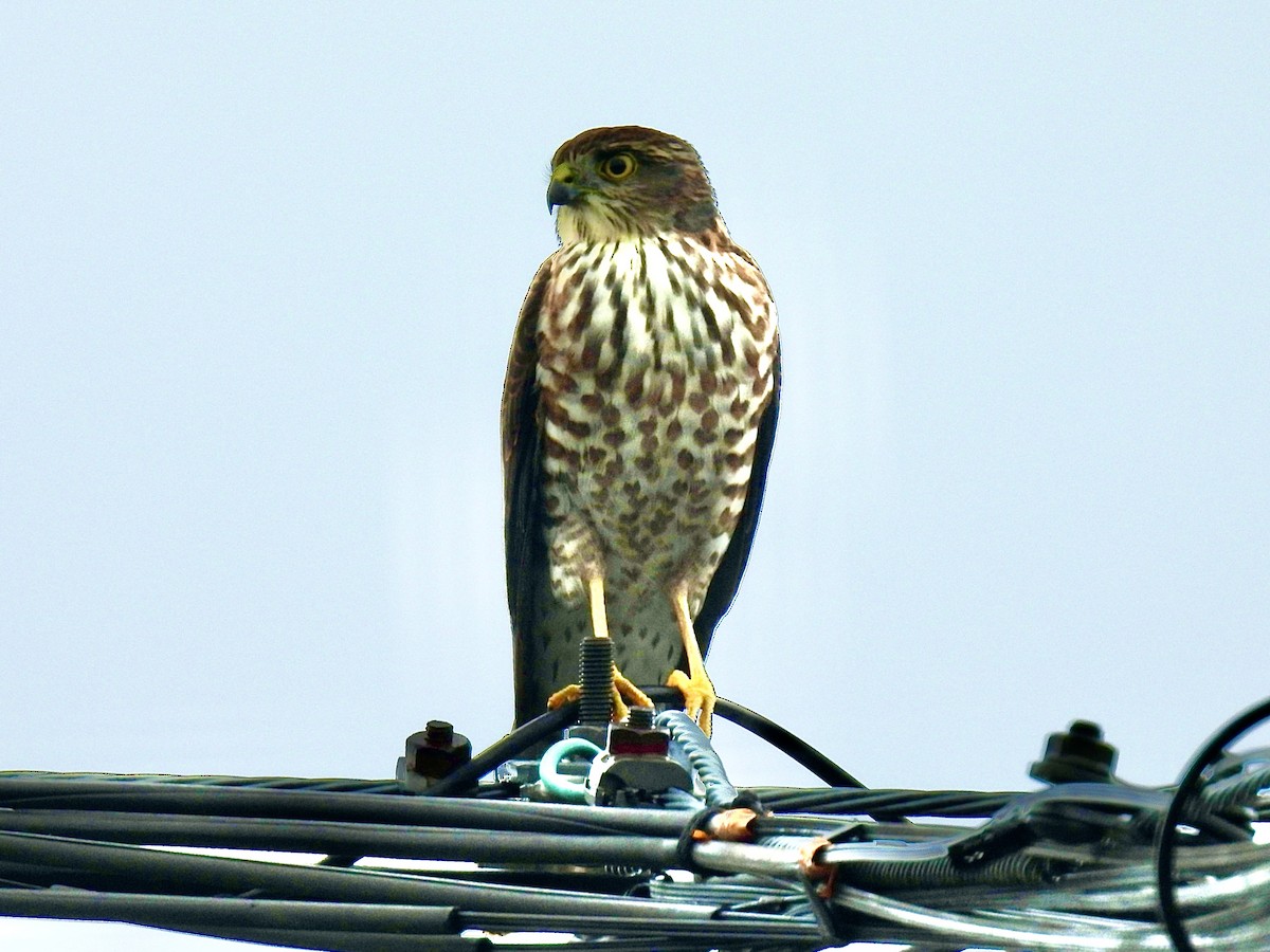 Japanese Sparrowhawk - ML624069141