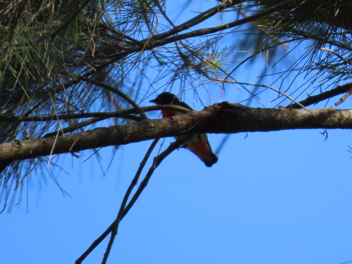 Mistletoebird - ML624069143