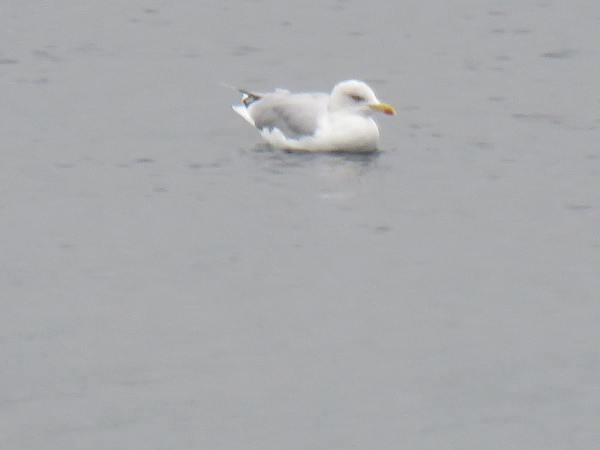 Gaviota Argéntea - ML624069149