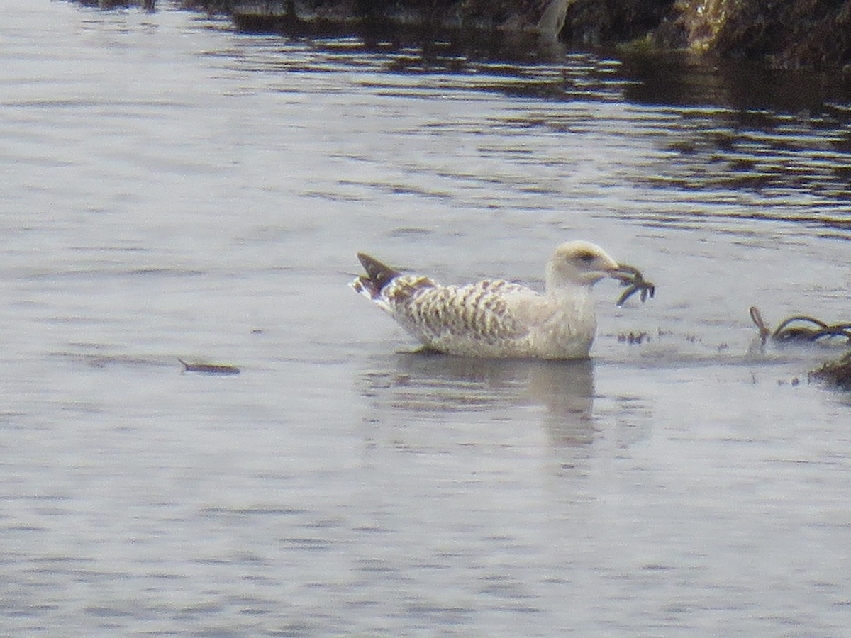 Herring Gull - ML624069150