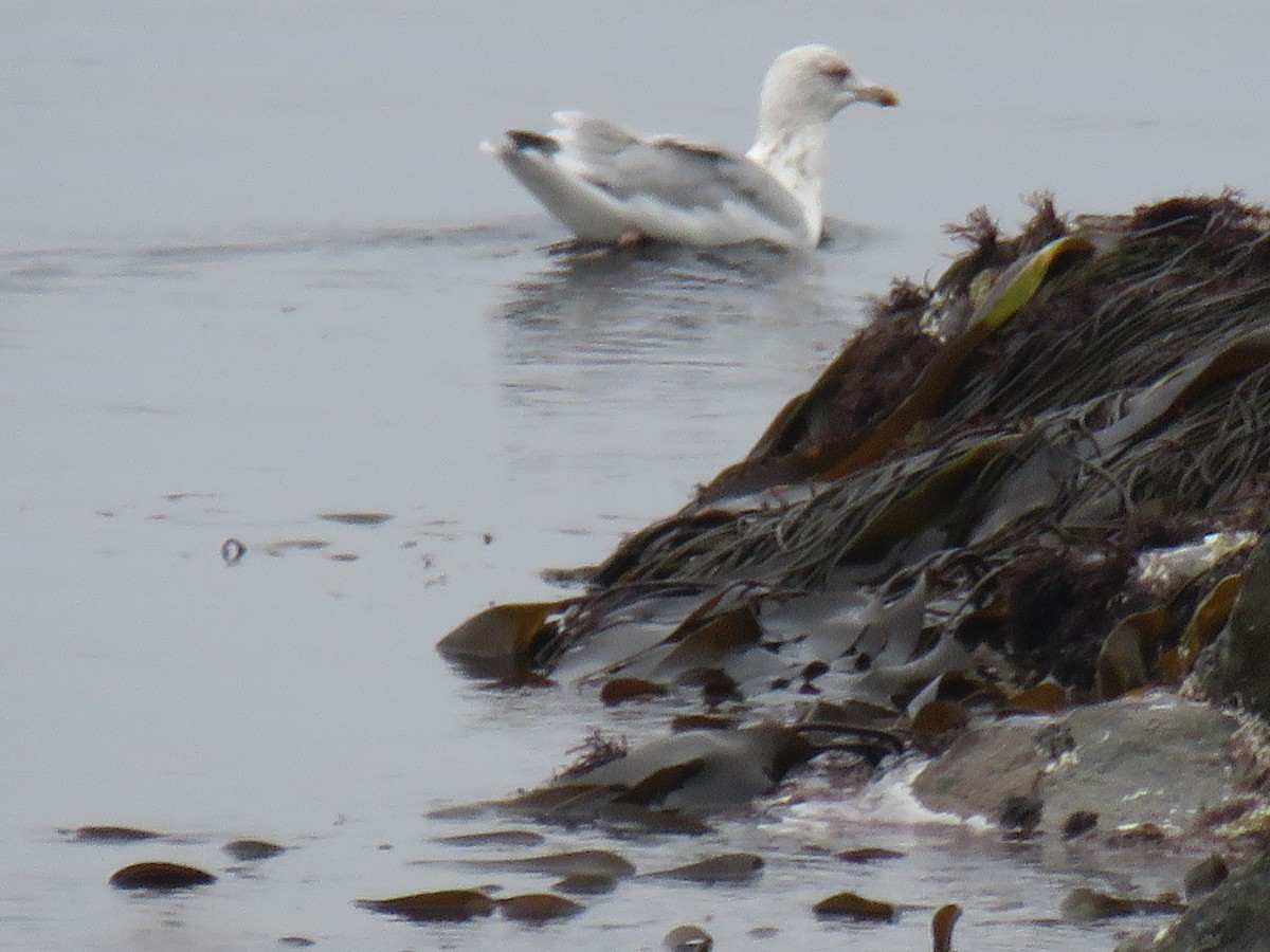 Herring Gull - ML624069151