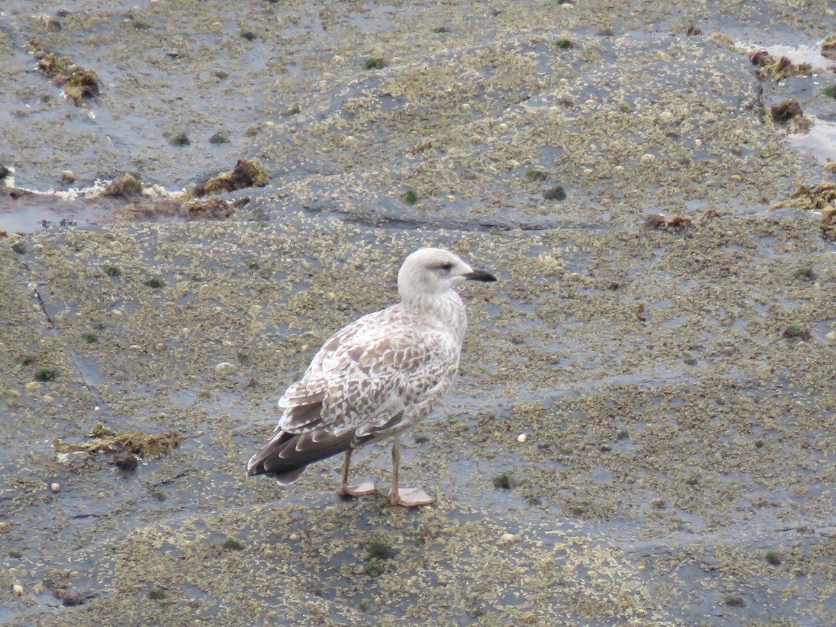 Gaviota Argéntea - ML624069153