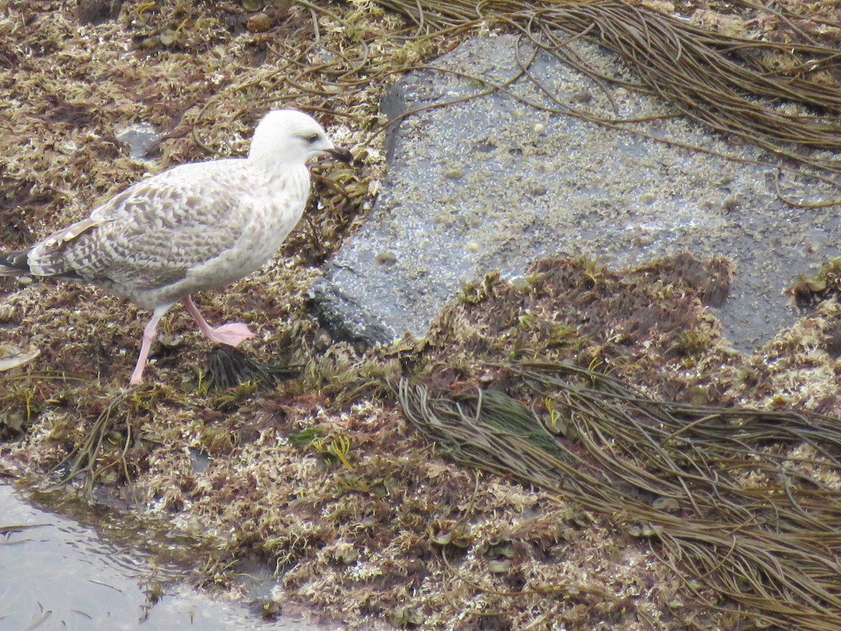 Gaviota Argéntea - ML624069154