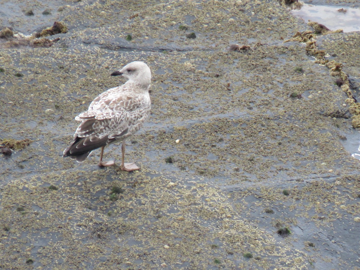 Herring Gull - ML624069156