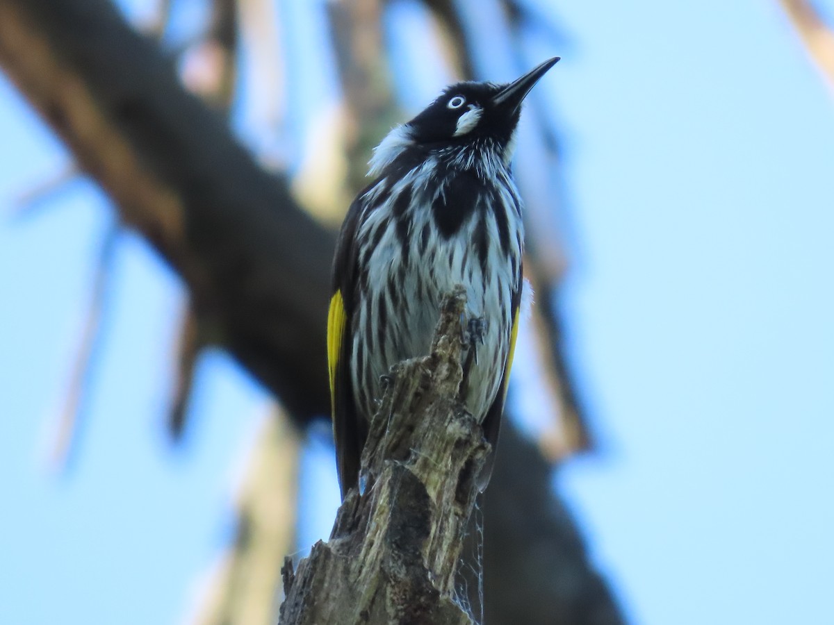 New Holland Honeyeater - ML624069159