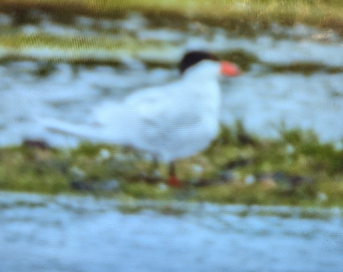 Caspian Tern - ML624069160