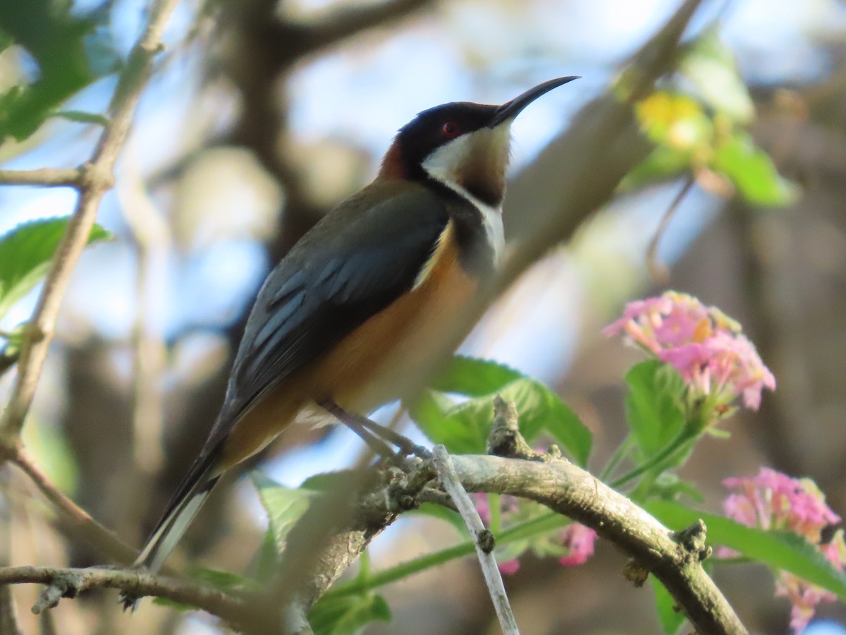 Eastern Spinebill - ML624069166