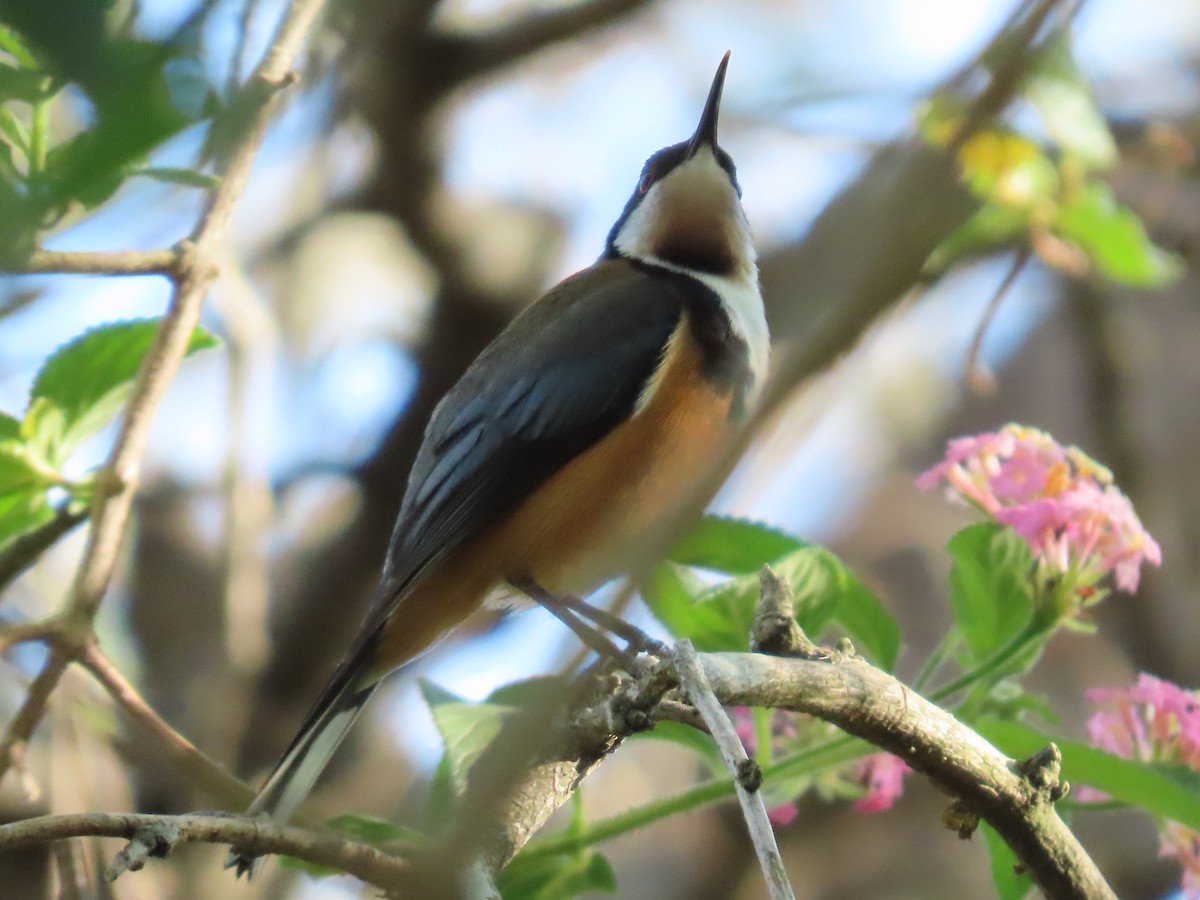 Eastern Spinebill - ML624069167