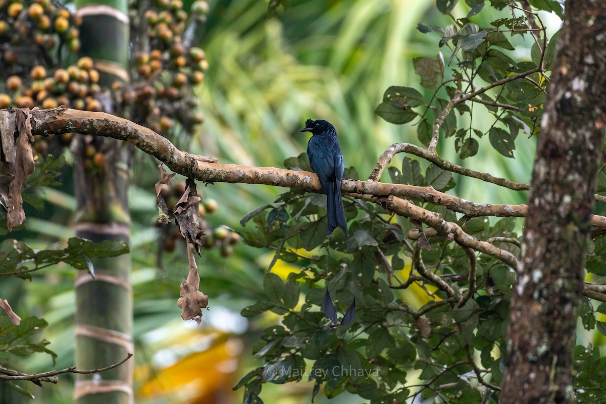 Greater Racket-tailed Drongo - ML624069170