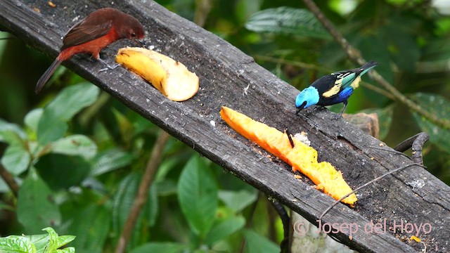 Blue-necked Tanager - ML624069171