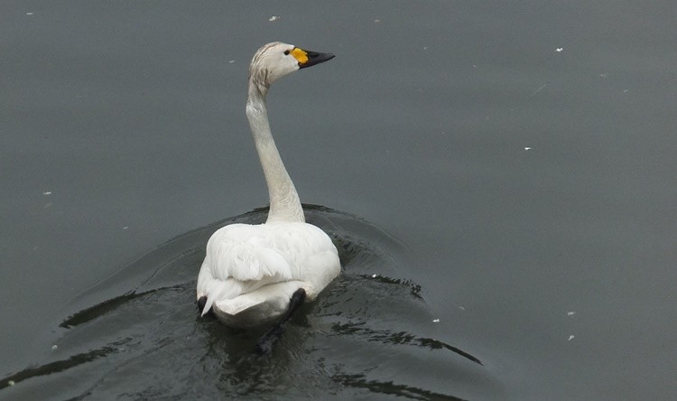 Tundra Swan - ML624069173