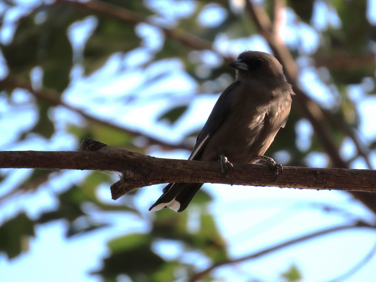 Dusky Woodswallow - ML624069176