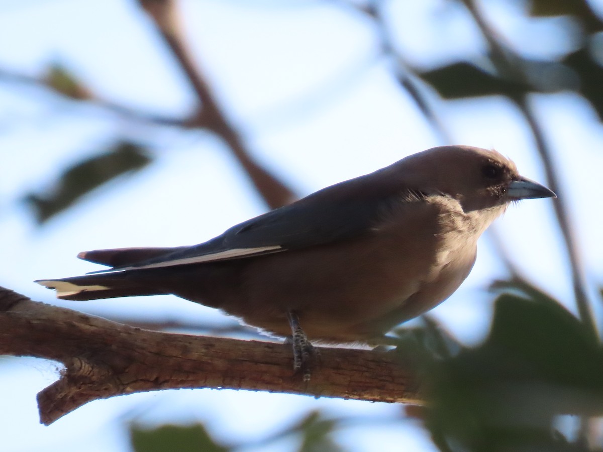 Dusky Woodswallow - ML624069177