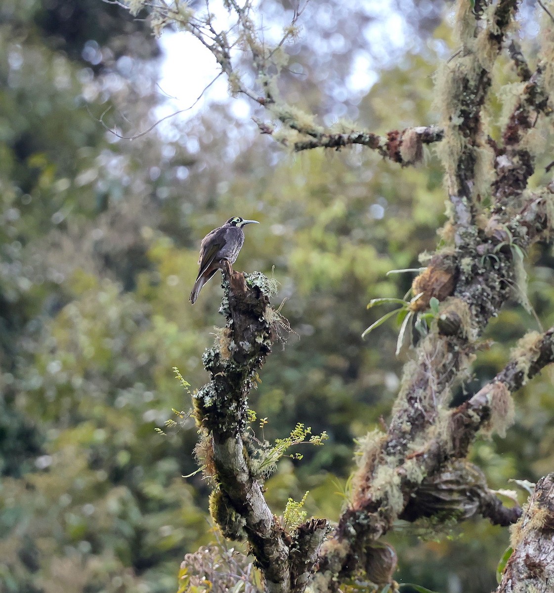 Yellow-browed Melidectes - ML624069181