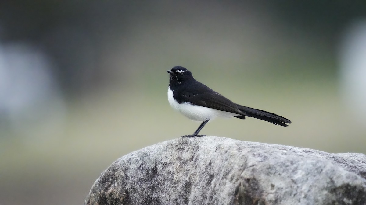 Willie-wagtail - ML624069182