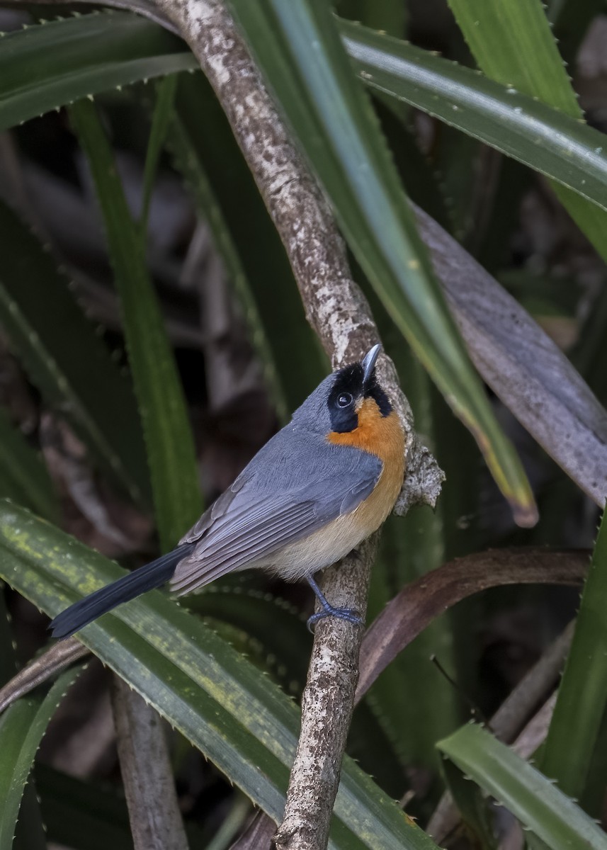 Spectacled Monarch - ML624069192