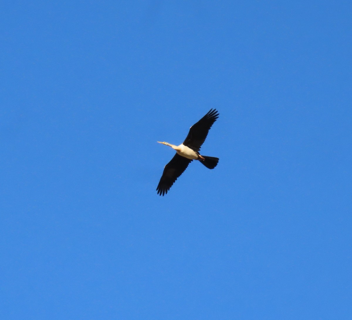 Anhinga d'Australie - ML624069203