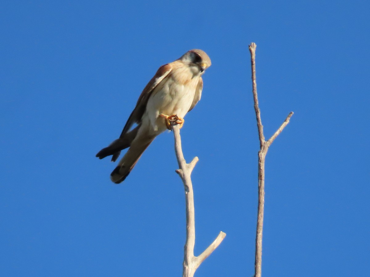 Nankeen Kestrel - ML624069207