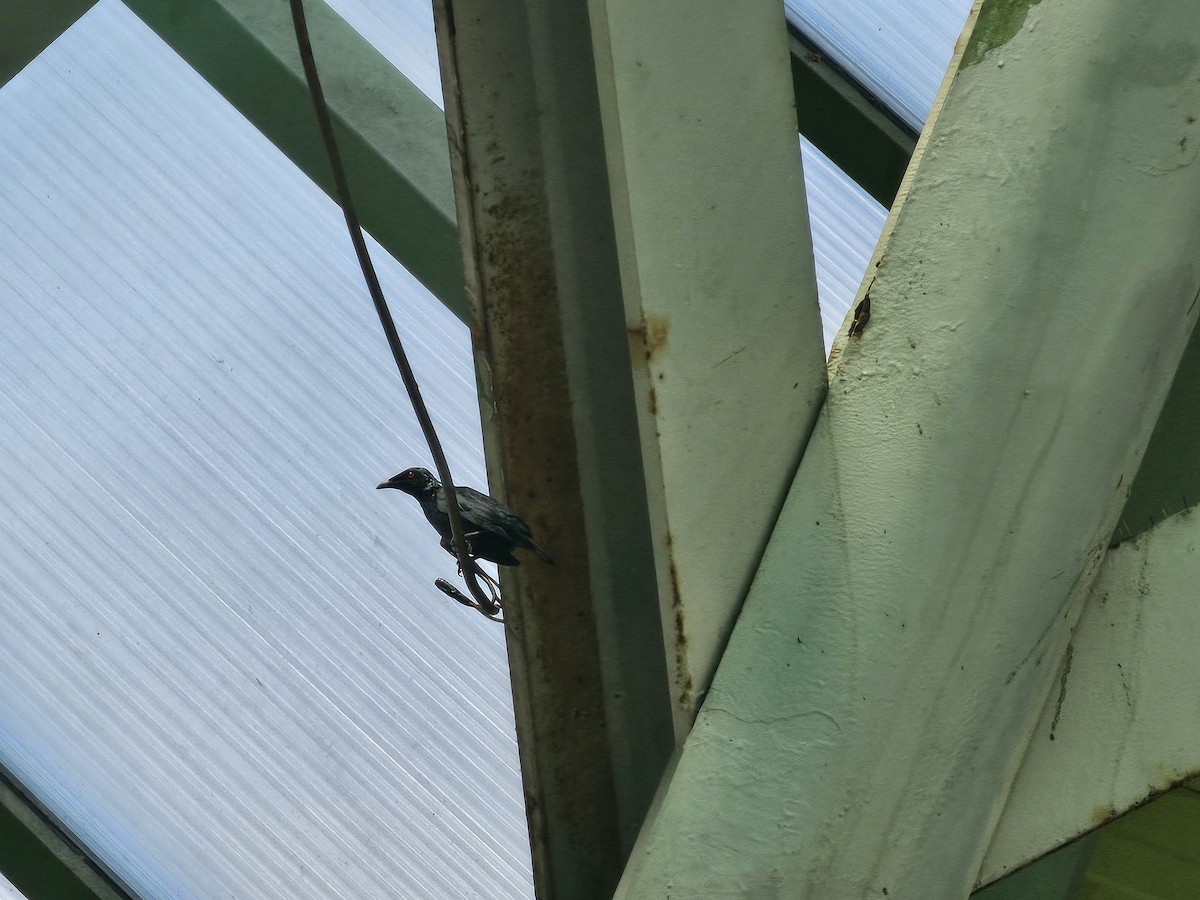 Asian Glossy Starling - jason wu