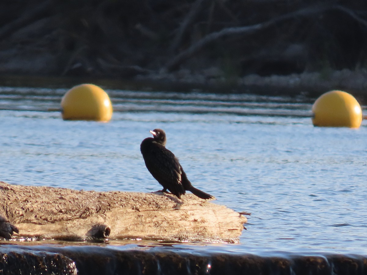 Little Black Cormorant - ML624069226